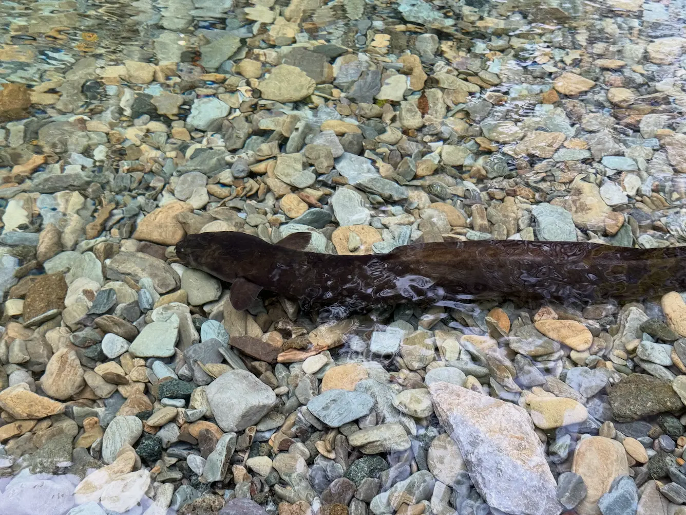 An eel swimming in the river